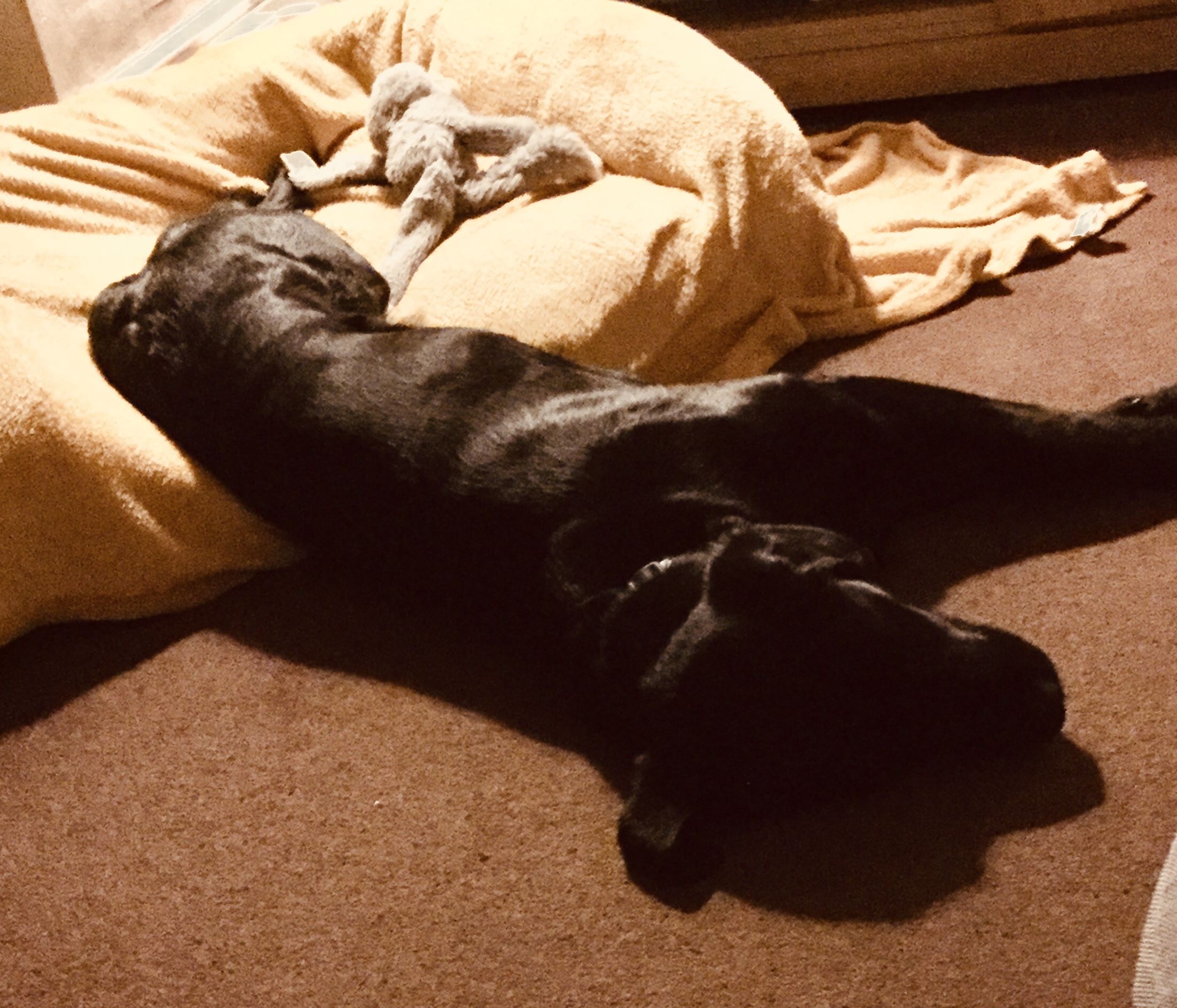 Camping with a Guide Dog